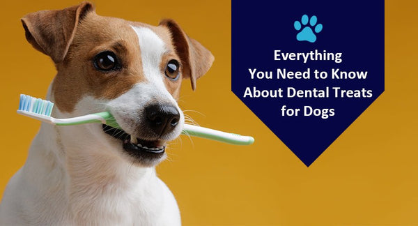 Everything You Need to Know About Dental Treats for Dogs - Kwik Pets