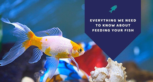 Everything You Need To Know About Feeding Your Fish - Kwik Pets