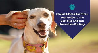 Farewell, Fleas And Ticks: Your Guide To The Best Flea And Tick Prevention For Dogs