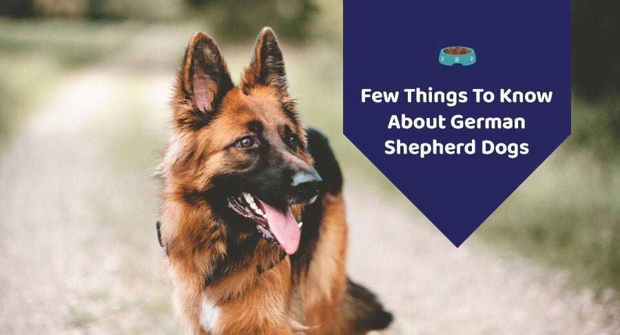 Few Things To Know About German Shepherd Dogs