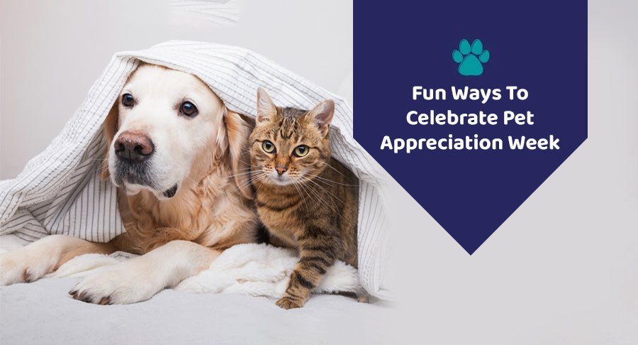 Fun Ways To Celebrate Pet Appreciation Week - Kwik Pets