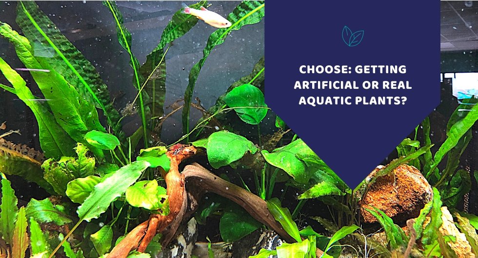 Getting Artificial Or Real Aquatic Plants?