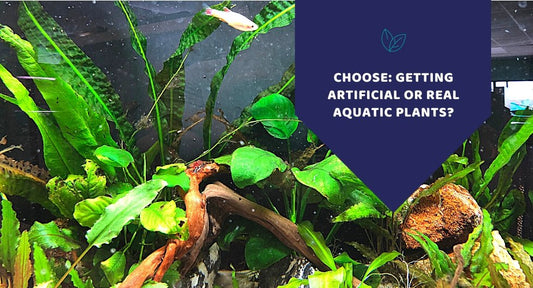 Getting Artificial Or Real Aquatic Plants? - Kwik Pets
