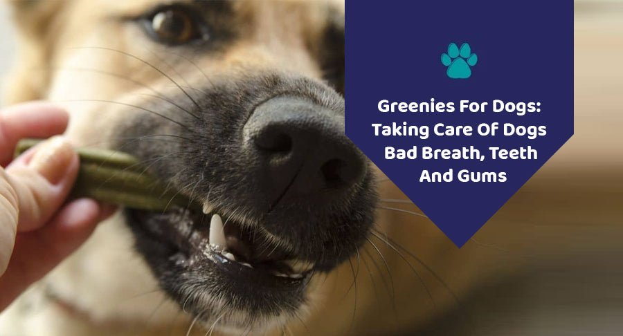 Greenies For Dogs: Taking Care Of Dogs Bad Breath, Teeth And Gums