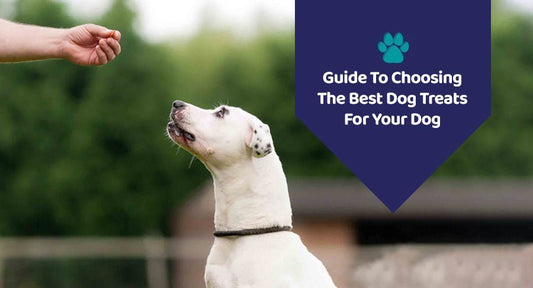 Guide To Choosing The Best Dog Treats For Your Dog - Kwik Pets