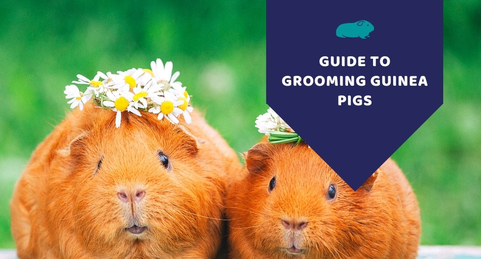Guide To Grooming Guinea Pigs - Kwik Pets