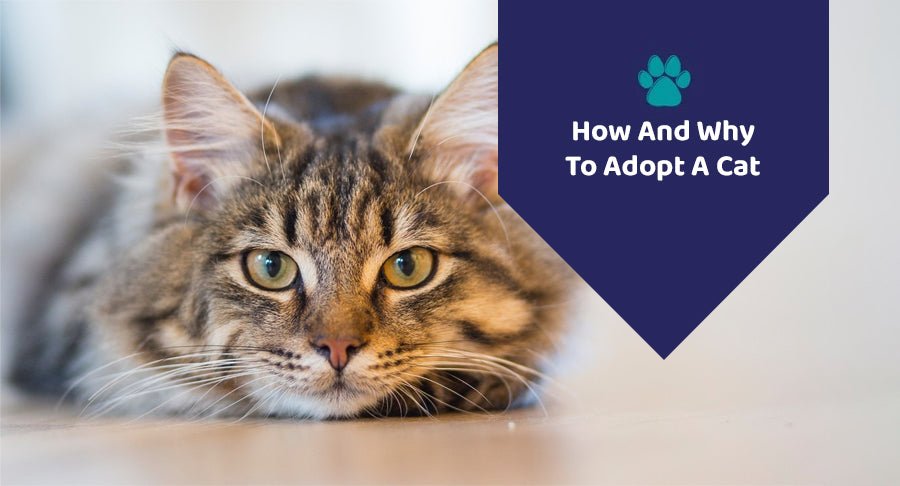 How And Why To Adopt A Cat? - Kwik Pets