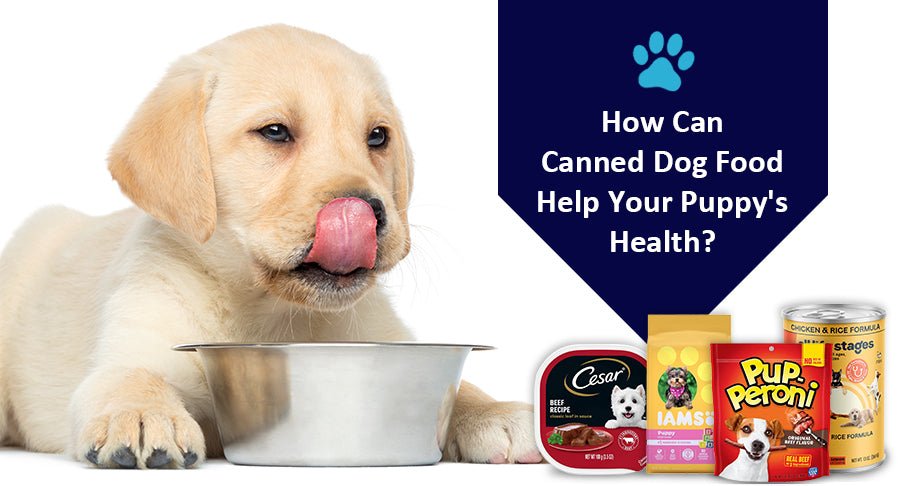 How Can Canned Dog Food Help Your Puppy's Health? - Kwik Pets