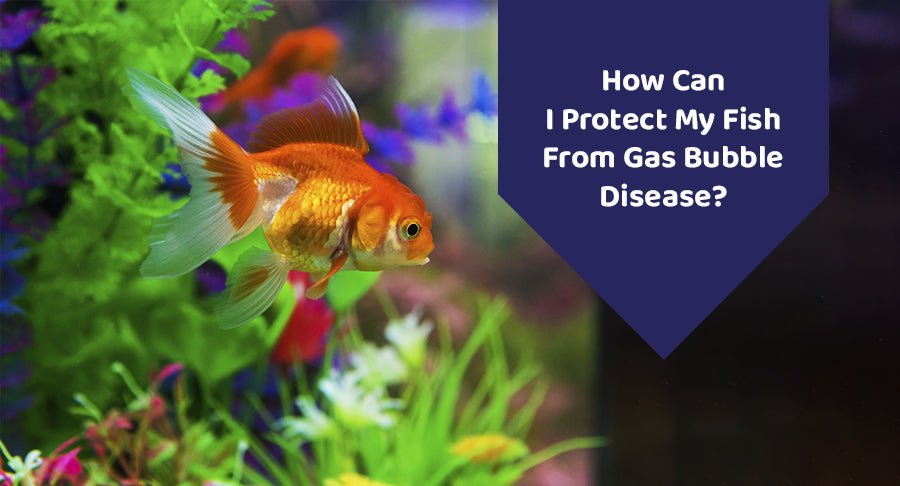How Can Gas Bubble Illness Be Treated in Freshwater Fish?