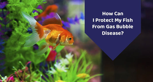 How Can I Protect My Fish From Gas Bubble Disease? - Kwik Pets