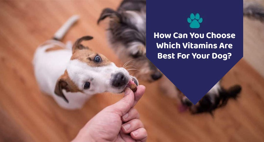 How Can You Choose Which Vitamins Are Best For Your Dog? - Kwik Pets