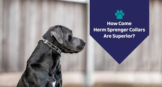 How Come Herm Sprenger Collars Are Superior? - Kwik Pets