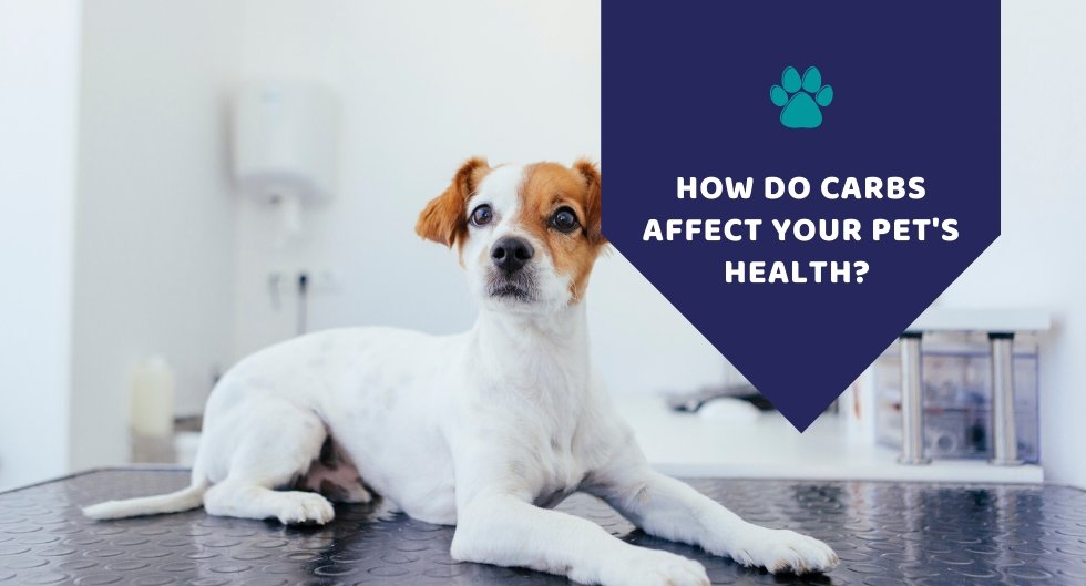 How Do Carbs Affect Your Pet's Health? - Kwik Pets