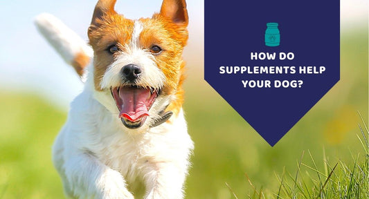 How do supplements help your dog - Kwik Pets