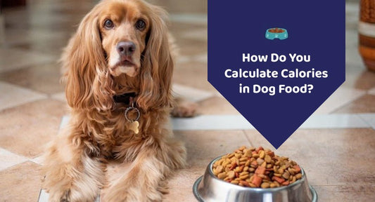 How Do You Calculate Calories in Dog Food? - Kwik Pets