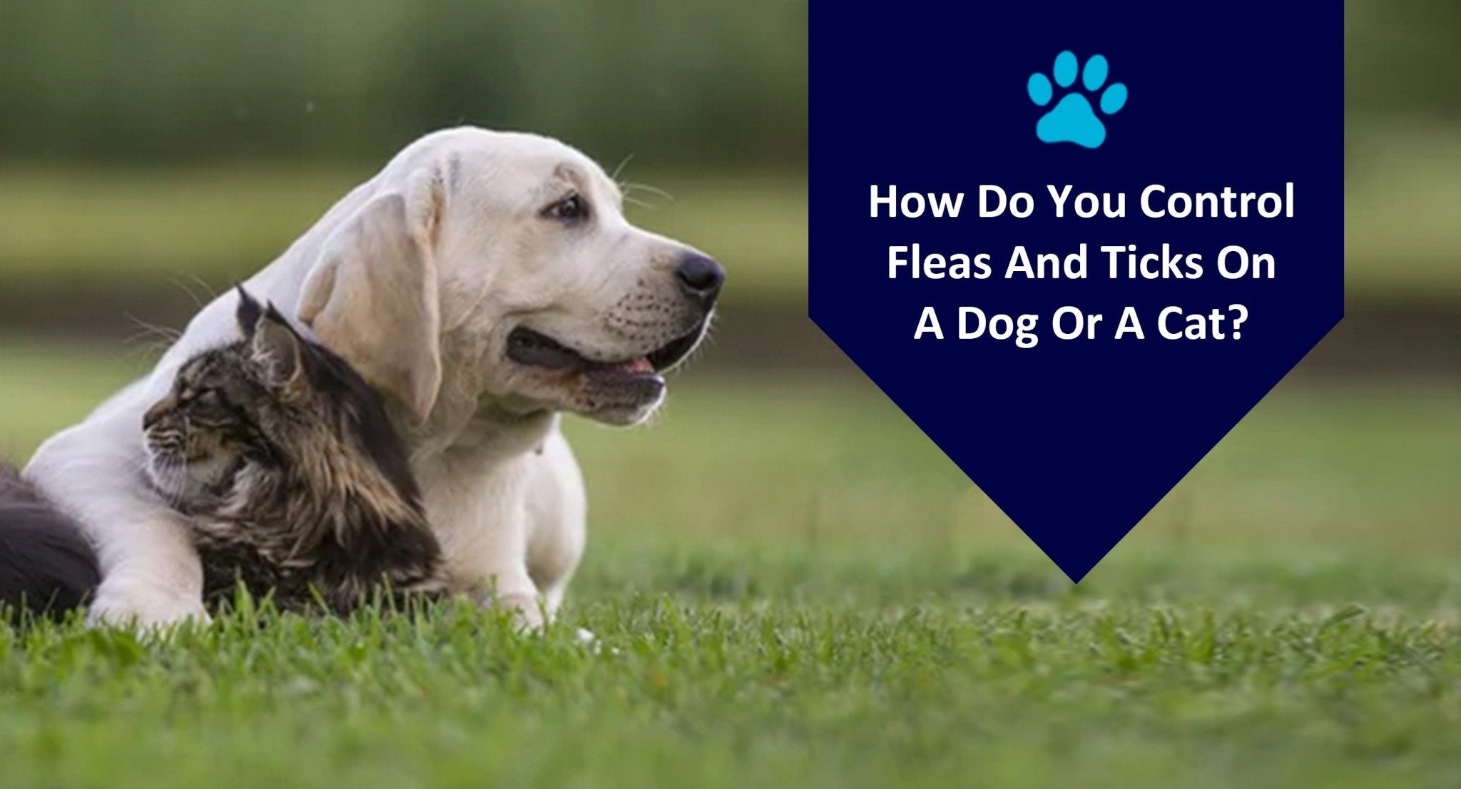 How Do You Control Fleas And Ticks On A Dog Or A Cat?