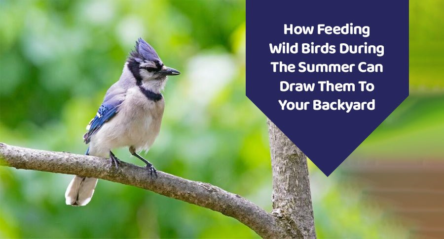 How Feeding Wild Birds During The Summer Can Draw Them To Your Backyard - Kwik Pets