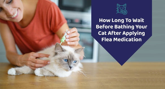 How Long To Wait Before Bathing Your Cat After Applying Flea Medication? - Kwik Pets
