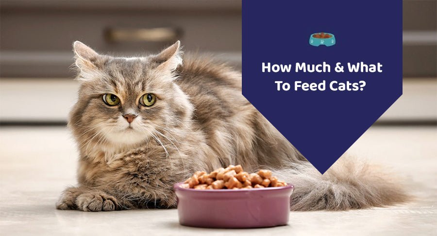 How Much & What To Feed Cats?