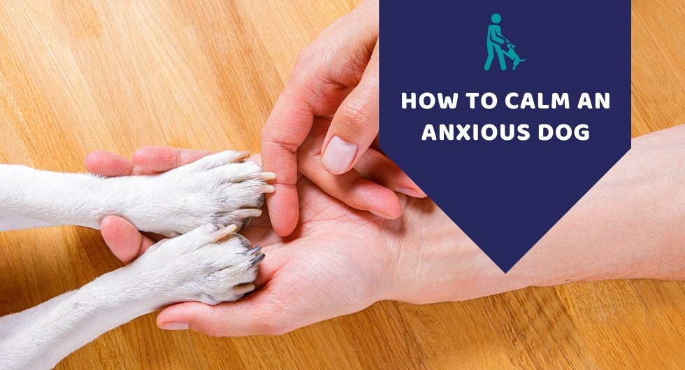 How To Calm An Anxious Dog? - Kwik Pets