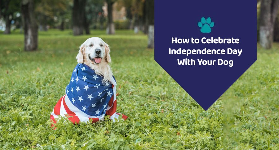 How to Celebrate Independence Day With Your Dog - Kwik Pets