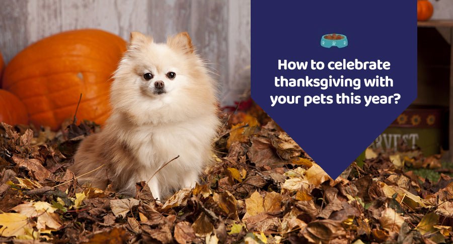 How To Celebrate Thanksgiving With Your Pets This Year? - Kwik Pets
