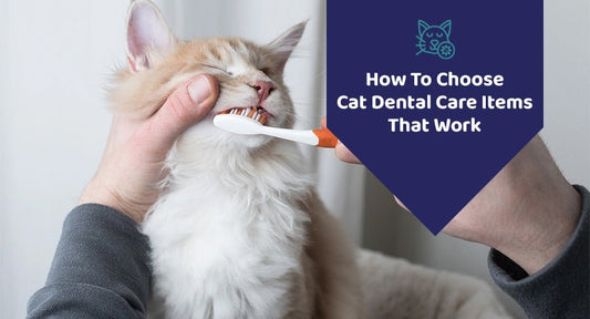 How To Choose Cat Dental Care Items That Work? - Kwik Pets