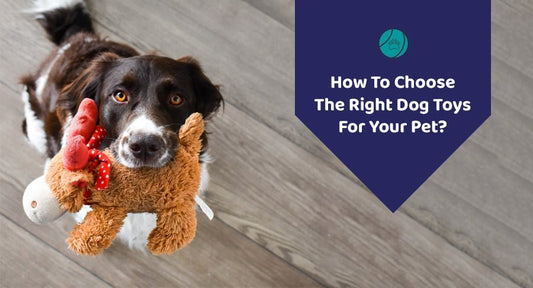 How To Choose The Right Dog Toys For Your Pet? - Kwik Pets