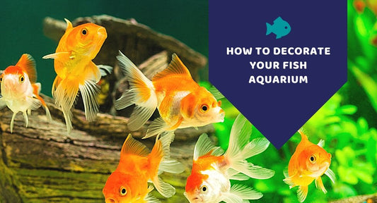 How to Decorate Your Fish Aquarium - Kwik Pets