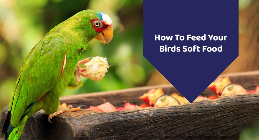 How To Feed Your Birds Soft Food?