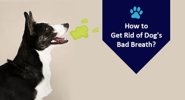 How to Get Rid of Dog's Bad Breath? - Kwik Pets