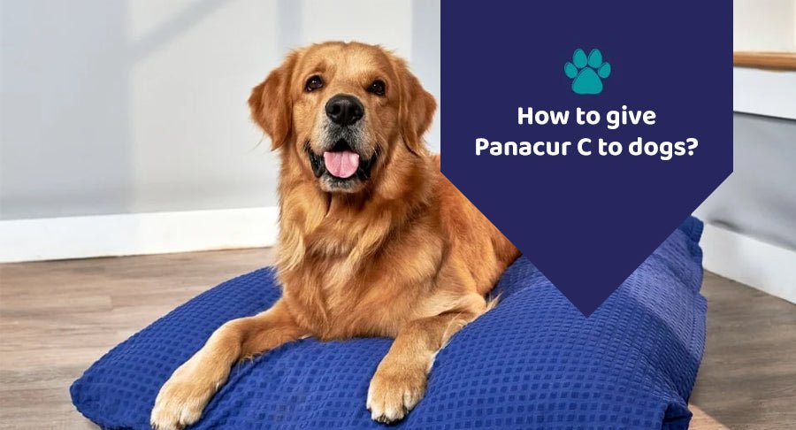 How To Give Panacur C To Dogs?