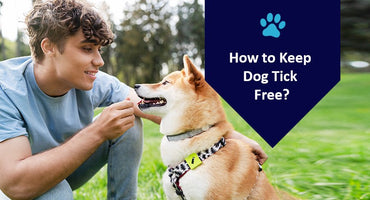 How to Keep Dog Tick Free? - Kwik Pets