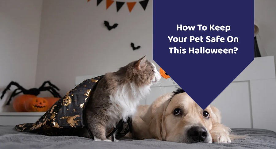 How To Keep Your Pet Safe On This Halloween?