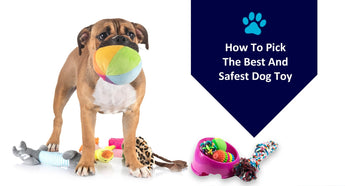 How To Pick The Best And Safest Dog Toy?