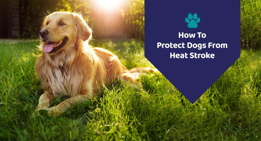 How To Protect Dogs From Heat Stroke? - Kwik Pets