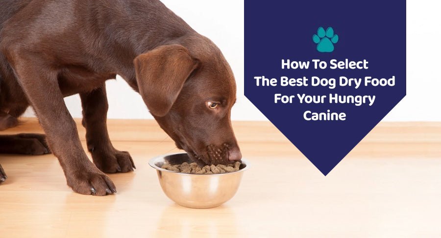 How To Select The Best Dog Dry Food For Your Hungry Canine? - Kwik Pets