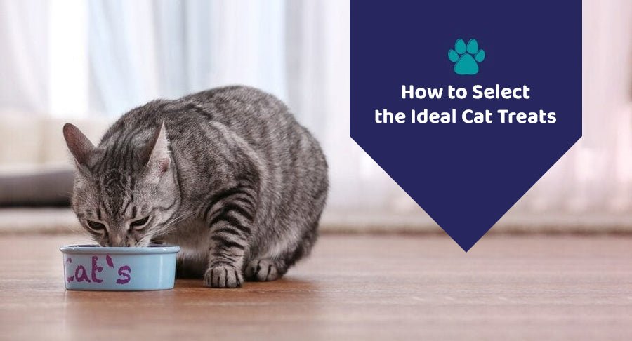 How to Select The Ideal Cat Treats?