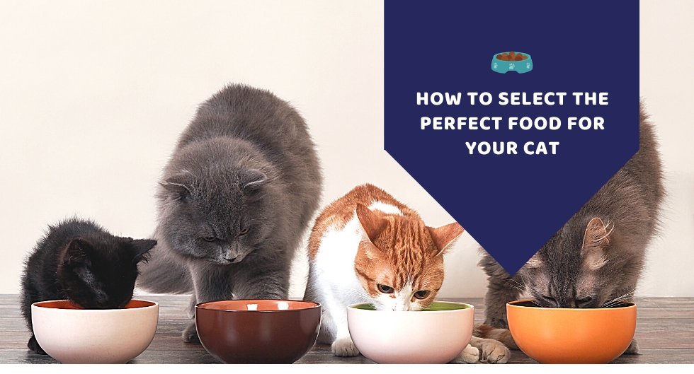 How to select the perfect food for your cat