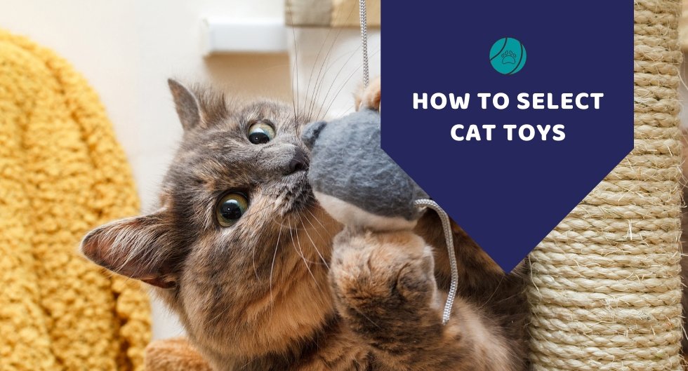 How To Select Toys For Your Cat - Kwik Pets