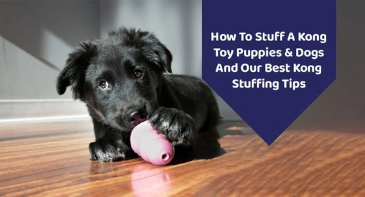 How To Stuff A Kong Toy Puppies & Dogs And Our Best Kong Stuffing Tips - Kwik Pets