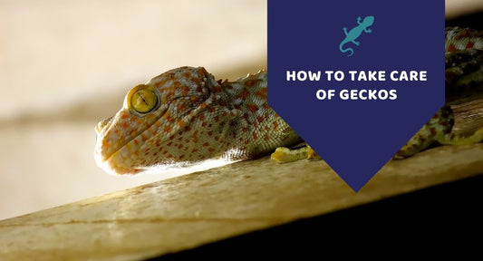 How To Take Care Of Geckos - Kwik Pets