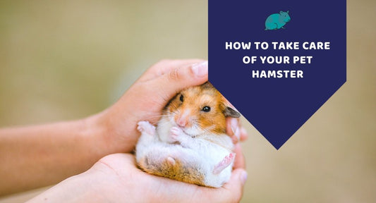 How to Take Care of Your Pet Hamster - Kwik Pets