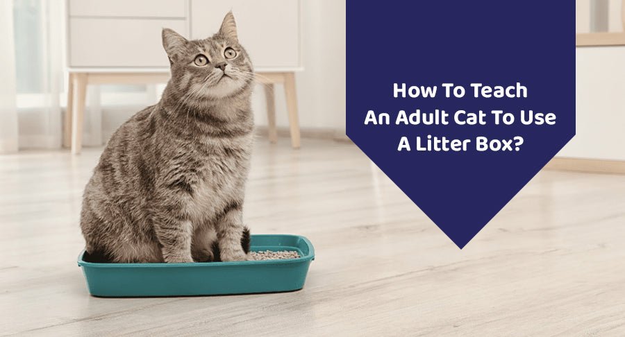 How To Teach An Adult Cat To Use A Litter Box?