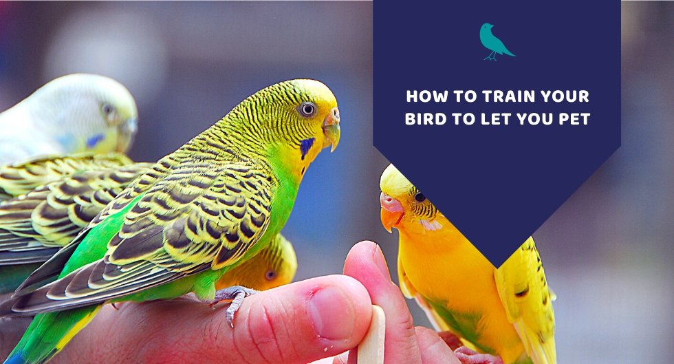 How To Train Your Bird To Let You Pet