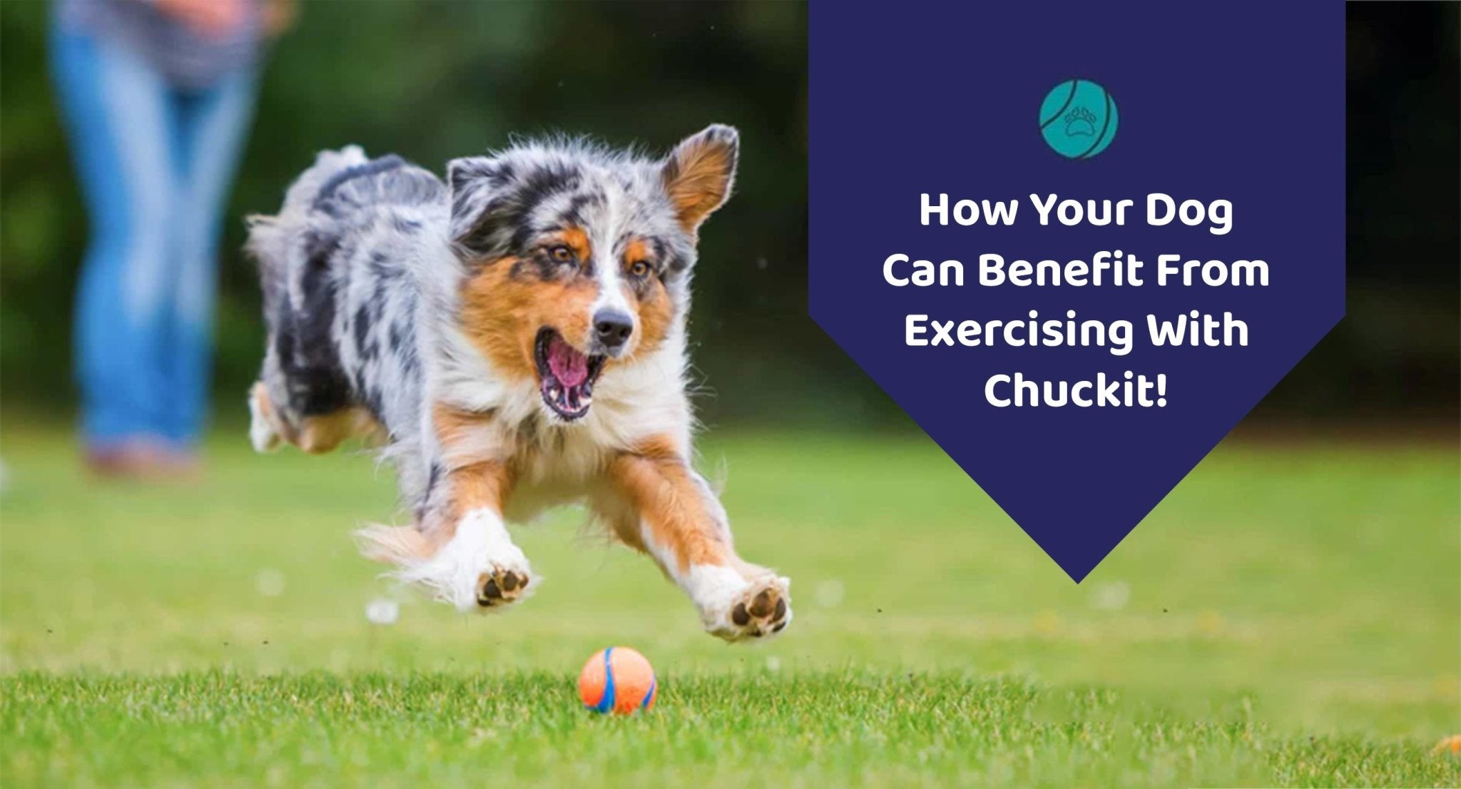 How Your Dog Can Benefit From Exercising With Chuckit!
