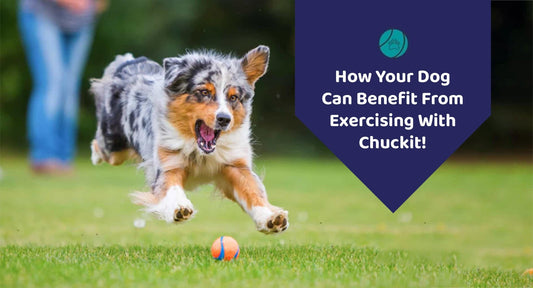 How Your Dog Can Benefit From Exercising With Chuckit! - Kwik Pets