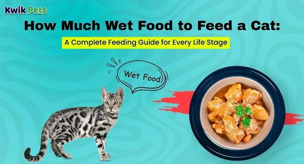 How Much Wet Food to Feed a Cat: A Complete Feeding Guide for Every Life Stage