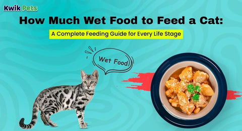 How Much Wet Food to Feed a Cat: A Complete Feeding Guide for Every Life Stage