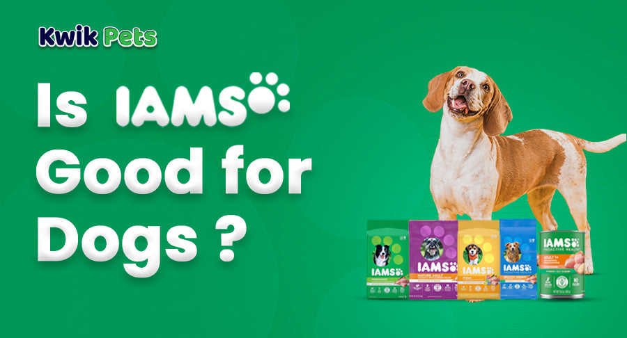 Is IAMS Good for Dogs?